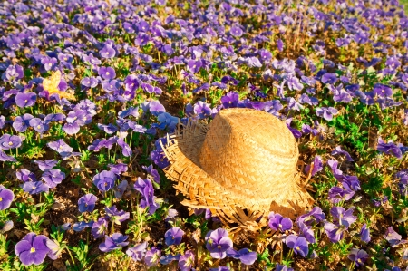 Straw hat on a field of purple pansies with a butterflyの写真素材