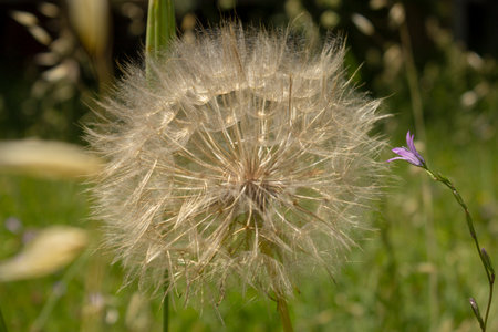 Closeup of a giant dandelion in a meadow
