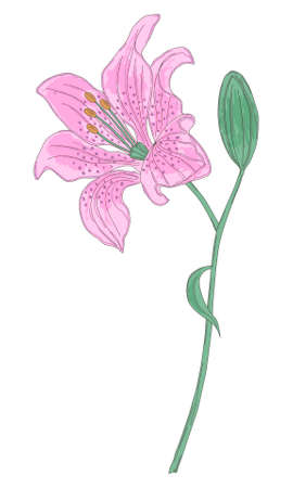 Vector illustration of a pink lily on a white backgroundのイラスト素材
