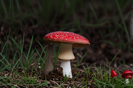 Amanita muscaria or fly agaric mushroom in the grassの素材