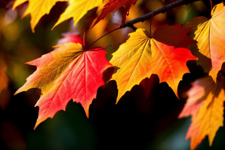 Vibrant Autumn Leaves in Close up A Captivating Nature Shot AI Generated.の素材