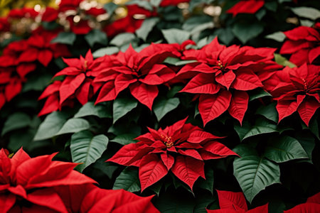 Radiant Poinsettia Splendor AI Generated.の素材