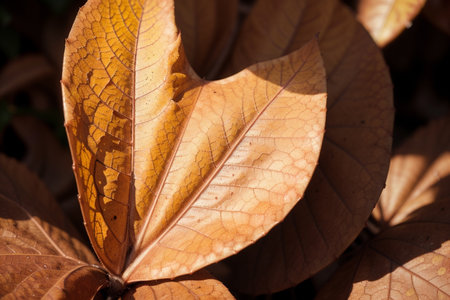 Nature s Masterpiece A Macro View of an Autumn Leaf s Beauty AI Generated.の素材