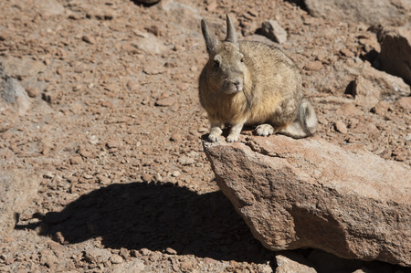 Southern Viscacha or Vizcacha (Lagidium Viscacia) in Siloli Desert - Bolivia, South Americaの写真素材