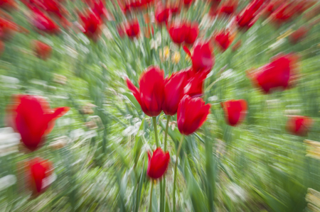 Abstract motion blur of flowers - long exposureの写真素材