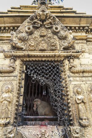 Sacred monkeys in a Stupa at Swayambhunath Monkey temple - Kathmandu, Nepal