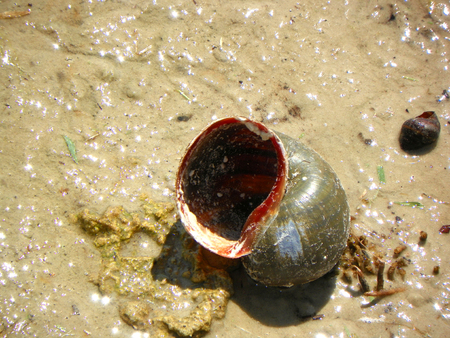 Empty Shell