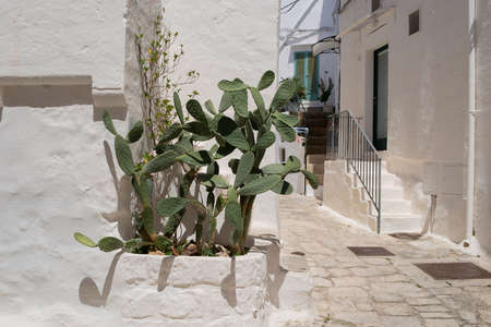 Cactus plant in Ostuni, in a sunny summer day, Apulia, Italyの写真素材