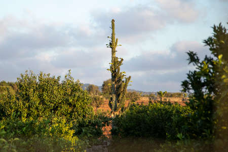 Cactus plant in the rays of the setting sun, Majorca, Spainの写真素材