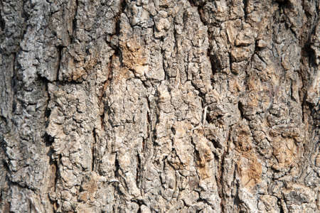 Natural wooden background in abstract style.