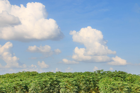 sky and treesの写真素材
