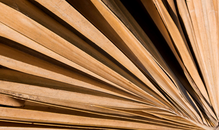 dry brown leaves of sugar palm tree for backgroundの写真素材