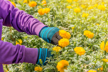 woman hand worker picking up marigold flowers in gardenの写真素材
