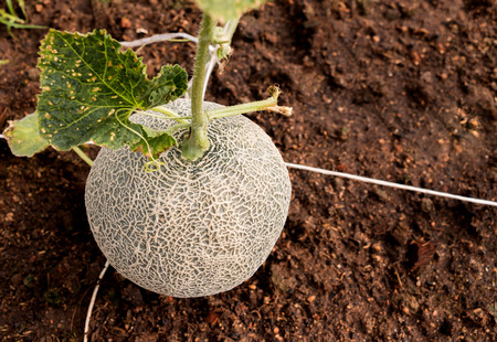 top view closeup hanging melon over the ground in greenhouse farmの写真素材