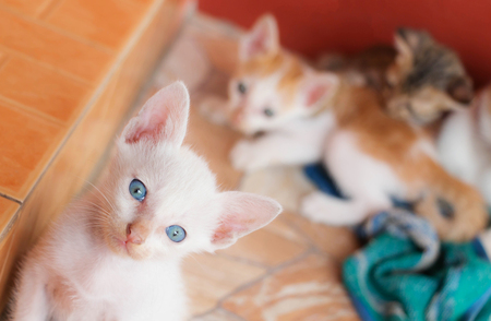 blue eye white kitten staring at camera over blur other kittenの写真素材