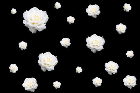 multiple white roses on black backgroundの写真素材