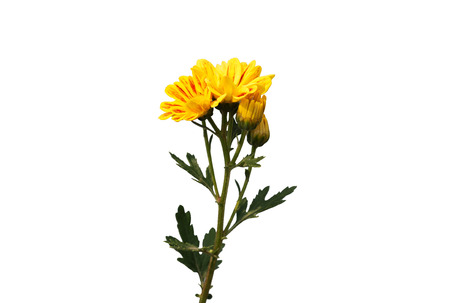 isolated yellow chrysanthemum on white backgroundの写真素材