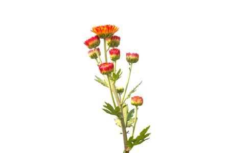 isolated red chrysanthemum on white backgroundの写真素材