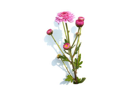 isolated pink chrysanthemum over white backgroundの写真素材