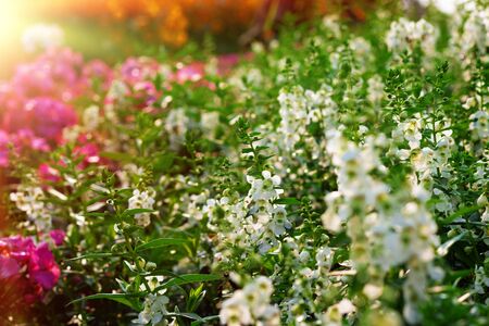 white wild flowers in garden at sunsetの写真素材