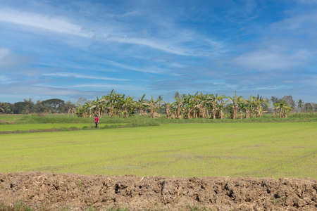 rice field with blue sky in summer for cultivating seasonの写真素材