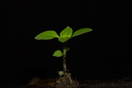 Young new small sprout on black night backgroundの写真素材