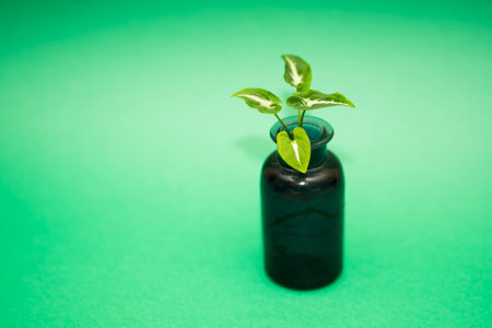 Syngonium and avocado on a green background