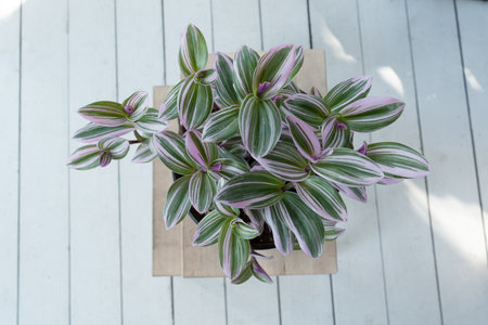 Purple tradescantia against white boards