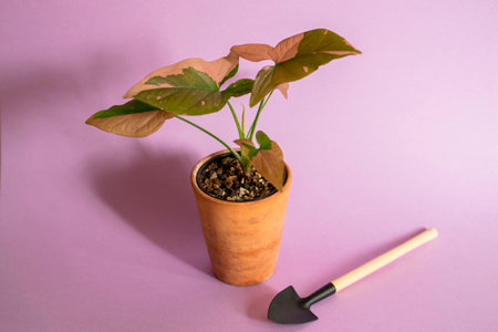 Syngonium on a pink background