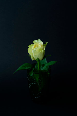 White rose in a green vase on a black backgroundの写真素材