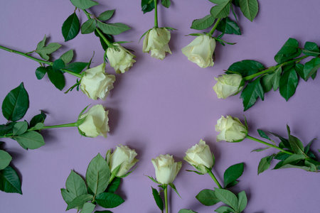 White roses on a pink backgroundの写真素材