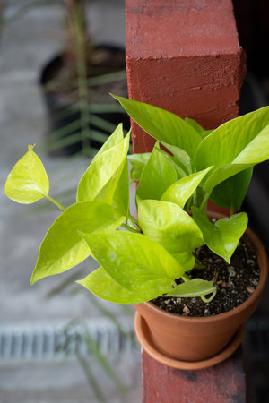 Epipremnum in a ceramic pot on the red stepの写真素材