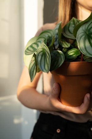 Watermelon peperomy in a brown pot in the hands of a girlの写真素材