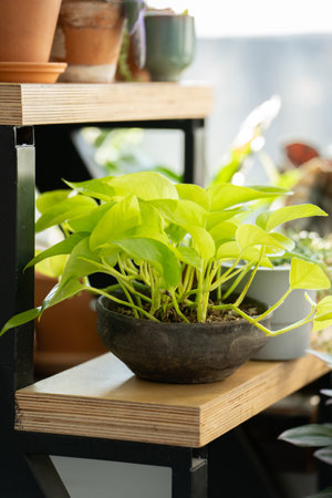 Light green epipremnum in a vintage pot on a wooden staircaseの写真素材