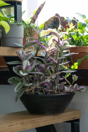 Tradescantia in a vintage pot on a wooden staircase by the windowの写真素材