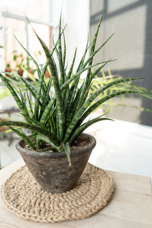 Sansevieria fernwood in a vintage pot on a jute napkinの写真素材