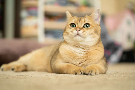 British shorthair brown cat lying on the floorの写真素材