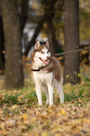 Husky stands in the park in autumn against the background of treesの写真素材