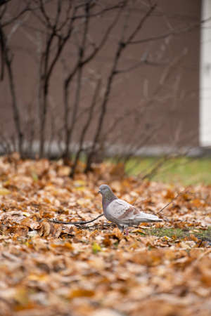 Gray pigeon in the autumn parkの写真素材