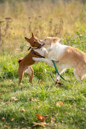 Two border collie dogs play in nature in the parkの写真素材