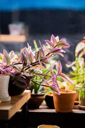 Purple tradescantia in a vintage pot by the windowの写真素材