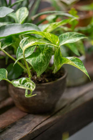 Epipremnum in a vintage pot on a wooden windowsillの写真素材