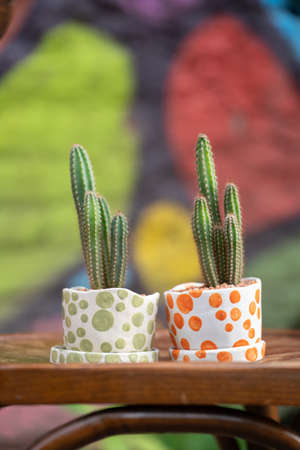 Two cacti in ceramic pots on a chair against a multicolored wallの写真素材