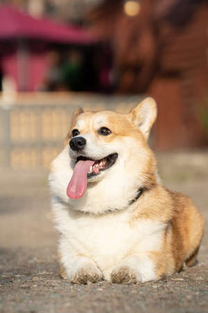 A corgi dog lies with its tongue sticking out on a sunny dayの写真素材