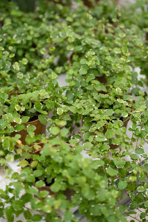 Ampelnaya soleirolia silver plant a lot
