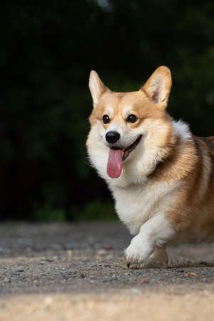 A corgi dog runs on a sunny dayの写真素材