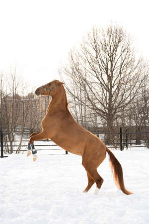 A brown horse stands on its hind legs on a snowy winter landscape on a sunny dayの写真素材