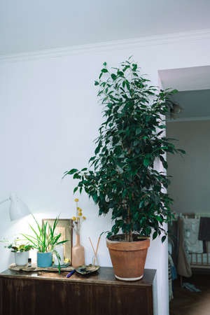 Benjamin's ficus in a terracotta pot on a brown chest of drawersの写真素材