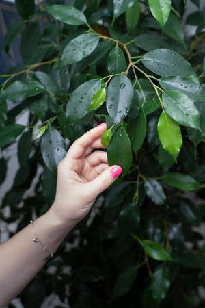 Hand and wet leaf of ficus benjamin after spraying