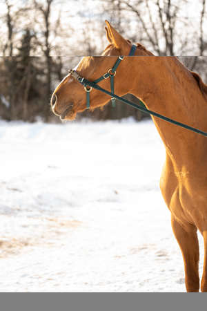 A brown horse on a sunny landscape on a sunny dayの写真素材